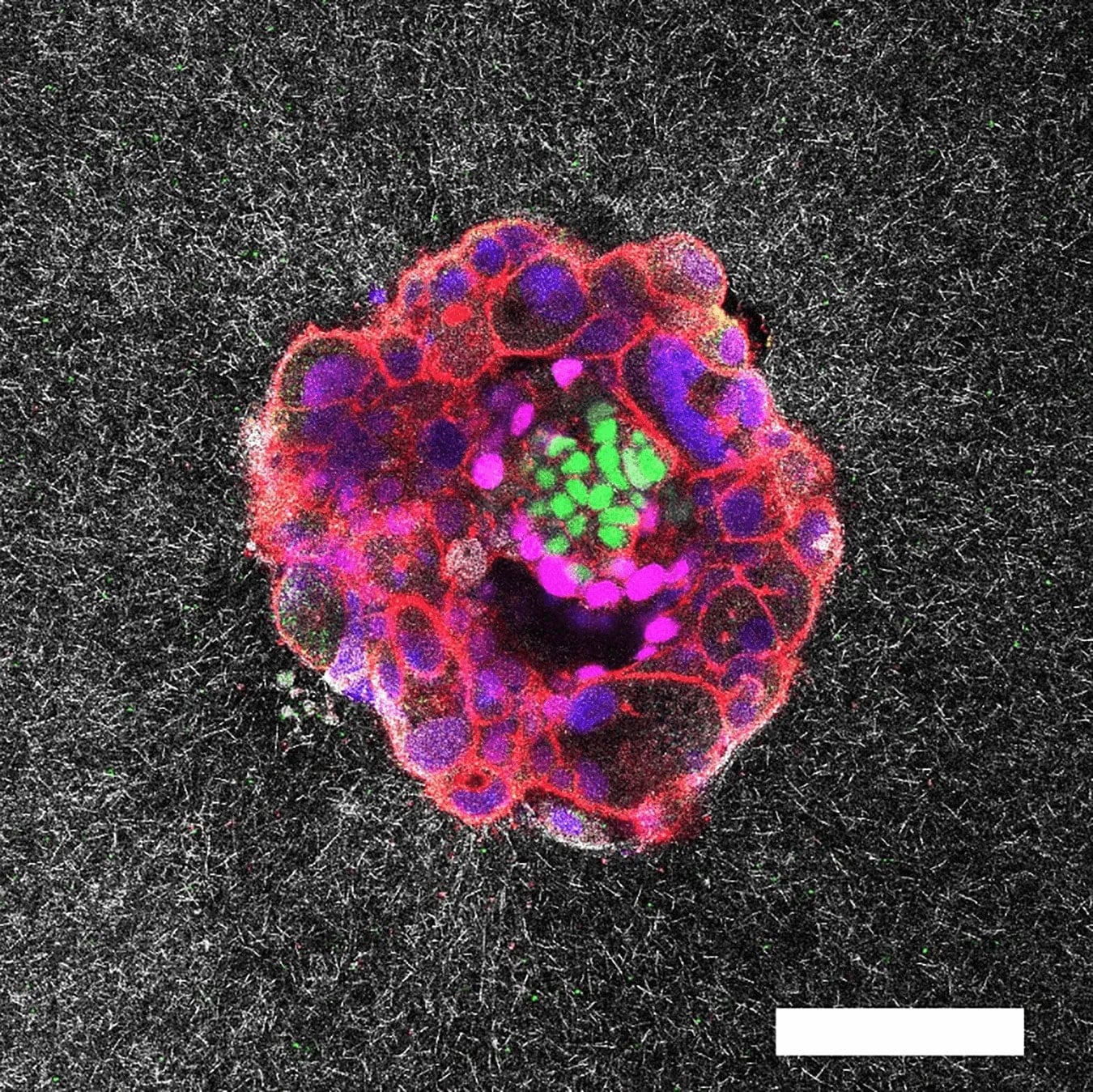Fluorescence microscopy image of a cell cluster with colored regions indicating different cell components; scale bar shown in bottom right.
